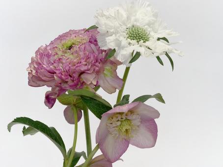 ピンク色と白色の花 ピンク色と白色の花 花,ラナンキュラス,スカビオサの写真素材