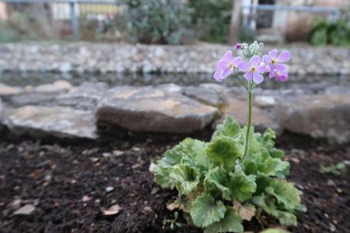 flower, natural, purple, pink, JPG