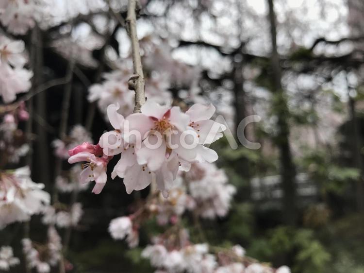 枝垂れ桜 自然,花,チェリーの写真素材