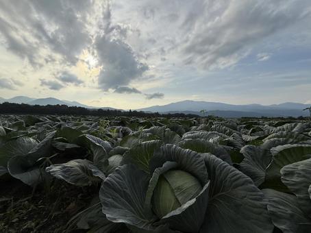 キャベツ畑 キャベツ畑 キャベツ,きゃべつ,野菜の写真素材