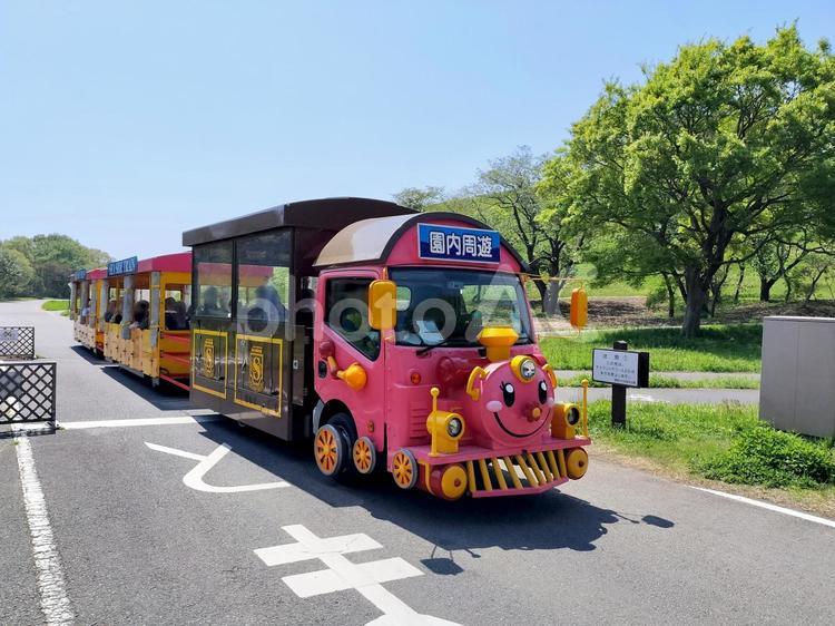 ひたち海浜公園シーサイドトレイン　ピンク シーサイドトレイン,国営ひたち海浜公園,パークトレインの写真素材