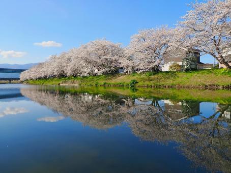 池田川沿いの桜並木 池田川沿いの桜並木 糸島市,桜,桜スポットの写真素材