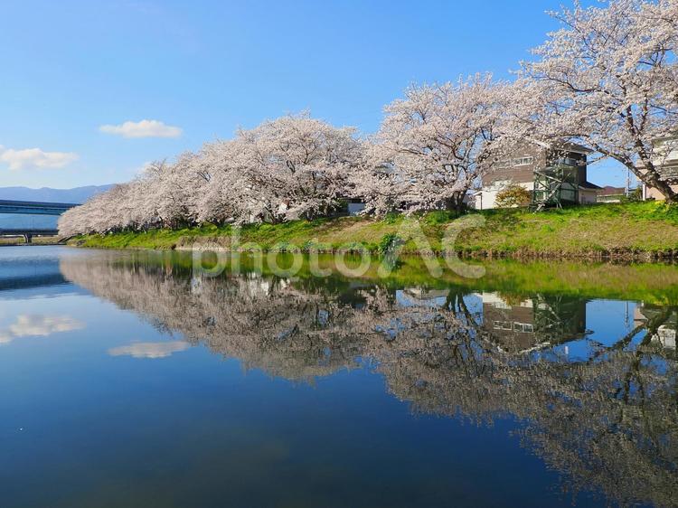 池田川沿いの桜並木 糸島市,桜,桜スポットの写真素材