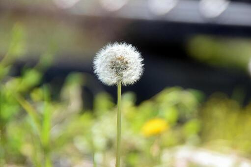 綿毛のタンポポ タンポポ,蒲公英,綿毛の写真素材