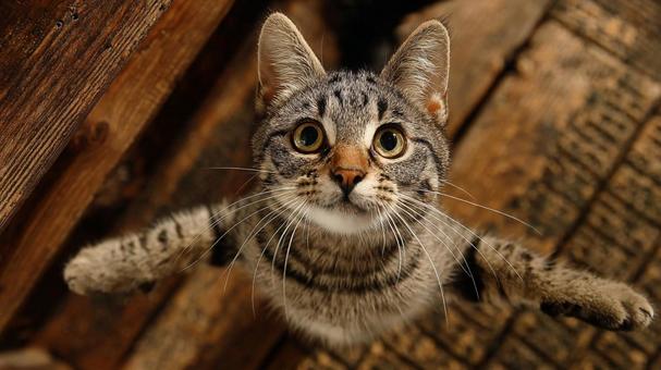 A cat standing up, staring at me, cat, stare, one, JPG