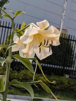 百合 百合の写真