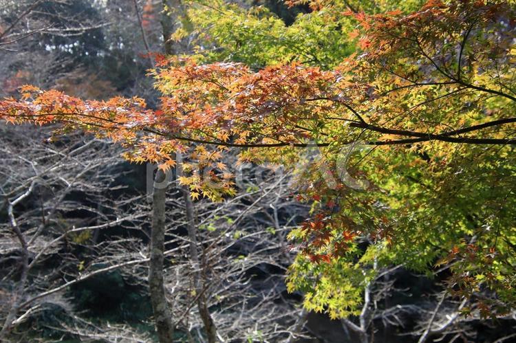 宗像市の鎮国寺の紅葉風景 宗像市,鎮国寺,観光名所の写真素材