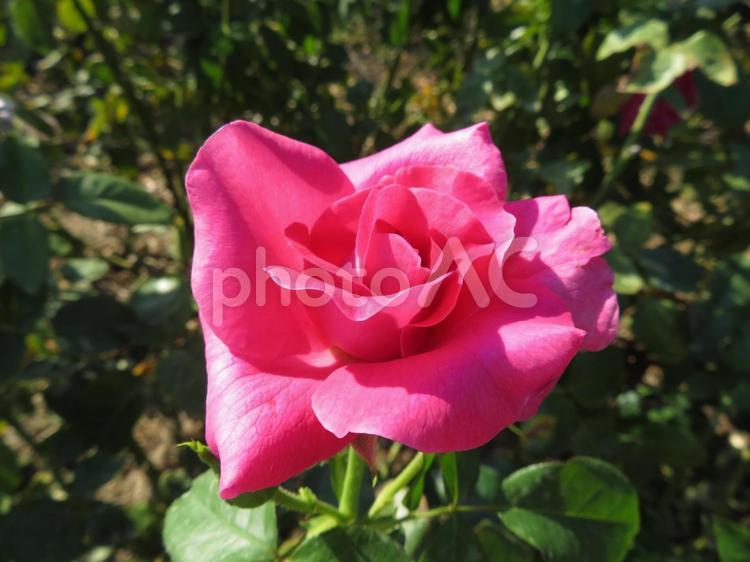 植物園のバラ園に咲くバラその３ バラ,花,植物の写真素材