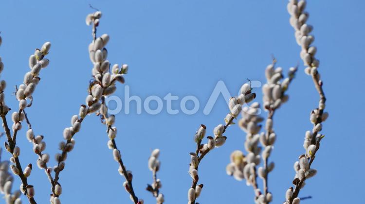 青空とこんもりネコヤナギ ネコヤナギ,花,白の写真素材