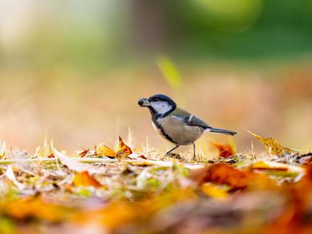 地面を歩くシジュウカラ シジュウカラ,野鳥,鳥の写真素材