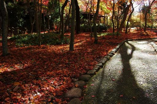 紅葉の落葉の写真