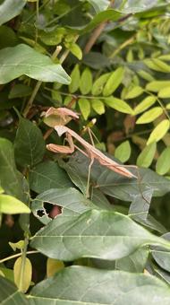 カマキリ カマキリ,昆虫,虫の写真素材