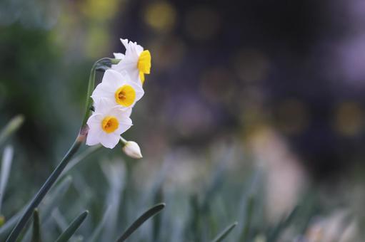 黄色い菜の花の背景と水仙 黄色い菜の花の背景と水仙の写真