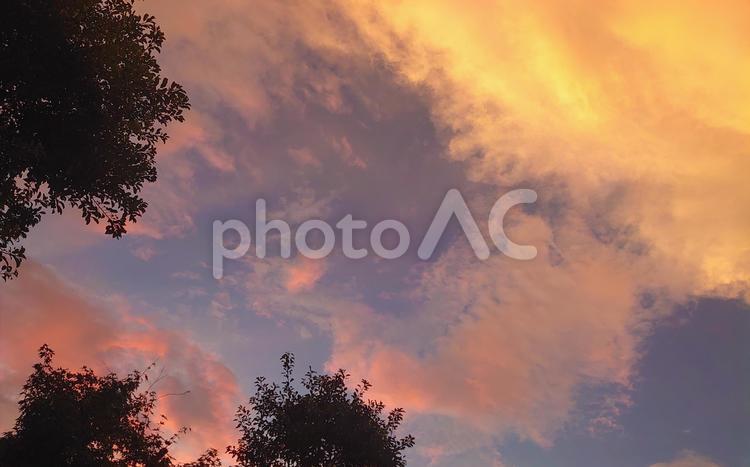 木の葉と夕暮れ 夕焼け,夕暮れ,空の写真素材