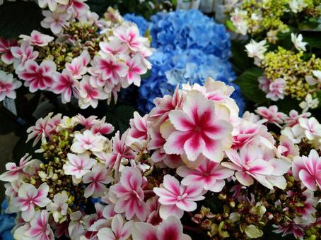 紫陽花 紫陽花の写真