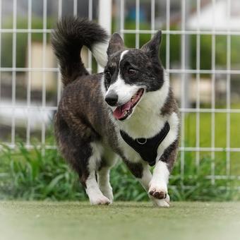 ドッグランで遊ぶコーギー① ドッグランで遊ぶコーギー① 犬,コーギー,ウェルシュコーギーの写真素材