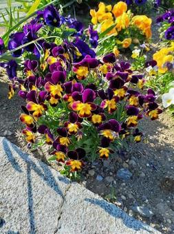 色とりどりのビオラとパンジーの写真