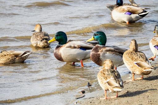 マガモ(36) 鳥,マガモ,カモの写真素材