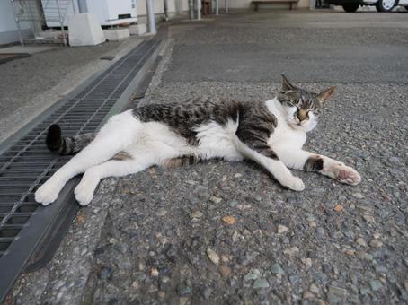 高千穂 地域猫 寝転ぶ 高千穂 地域猫 寝転ぶ 野良猫,地域猫,猫の写真素材