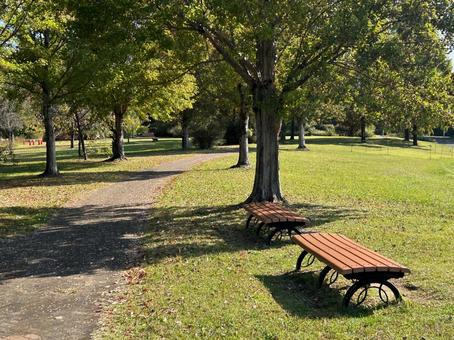 秋の散歩道 秋の散歩道,秋,公園の写真素材