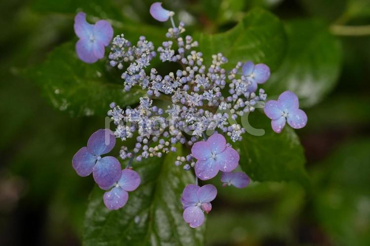 ヤマアジサイ（大虹） ヤマアジサイ,大虹,夏の花の写真素材
