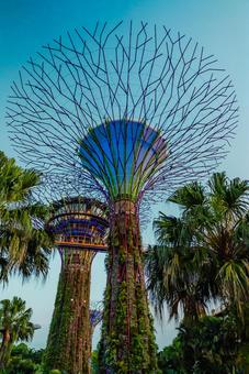 【シンガポール】ガーデンズバイザベイ ガーデンズバイザベイ,singapore,緑の写真素材