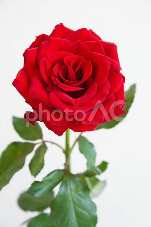 赤い薔薇 バラ,薔薇,赤の写真素材
