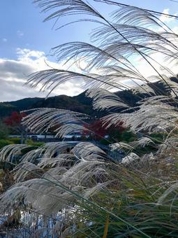 秋の気配 すすき 秋の気配 すすきの写真
