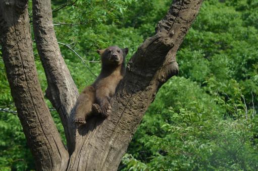 木登りする熊 熊,自然,動物の写真素材