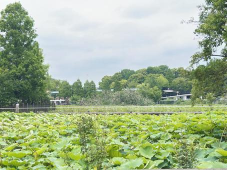 上野恩賜公園　不忍池　蓮 天然の池,蓮池,上野公園の写真素材