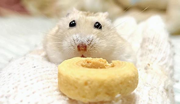 Yellow Djungarian Hamster with Sweets, JPG
