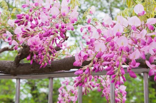 Wisteria flower (pink), JPG Wisteria flower (pink), JPG
