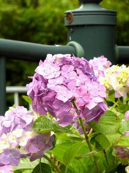 用水路脇の花壇に咲くピンクのアジサイ 用水路脇の花壇に咲くピンクのアジサイの写真