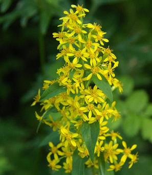 アキノキリンソウの写真