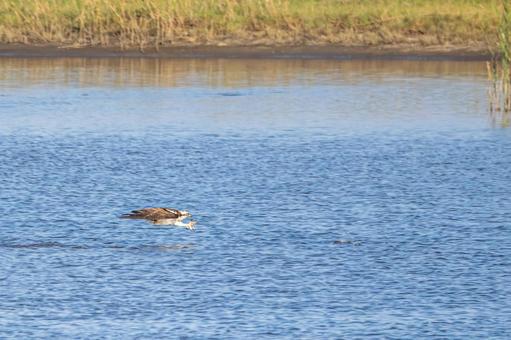 ミサゴ(81)の写真