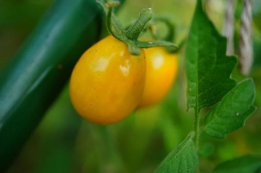 Yellow Cherry Tomato, JPG