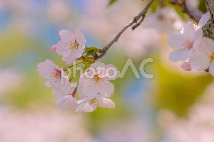 桜とさわやかな空 桜,白い,空の写真素材