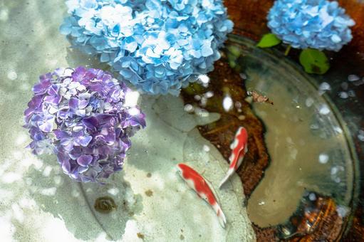 水面に浮く紫陽花 紫陽花,アジサイ,あじさいの写真素材