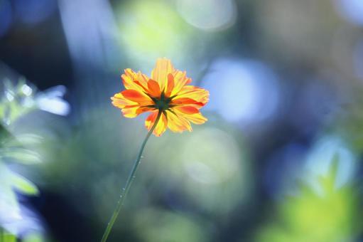 Colorful background and yellow cosmos, JPG