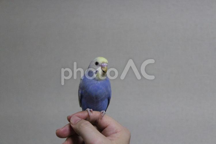 手乗りセキセイインコ かわいい,ひな鳥,インコの写真素材