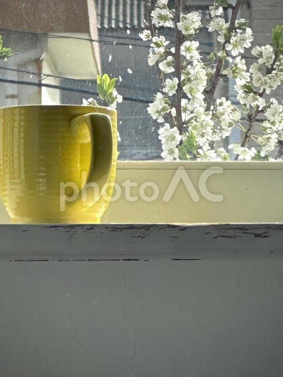 休日のコーヒータイム　朝の窓辺 休日,コーヒータイム,窓辺の写真素材