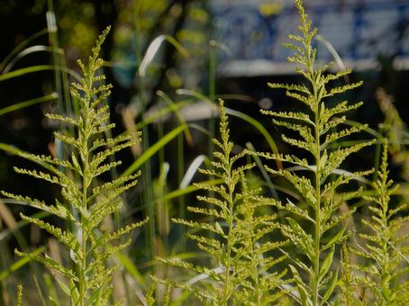 【花の写真】セイタカアワダチソウ セイタカアワダチソウ,背高泡立草,黄色の写真素材