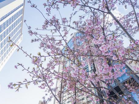 麻布台ヒルズ近くに咲いていた桜 麻布台ヒルズ近くに咲いていた桜の写真