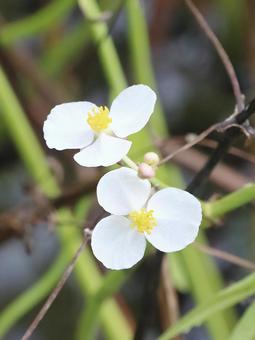 植物 アギナシ 植物 アギナシ アギナシ,花,植物の写真素材