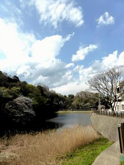 春の鎌倉市、夫婦池公園を望む 春の鎌倉市、夫婦池公園を望むの写真