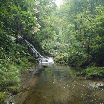 渓流の滝 山,木,滝の写真素材