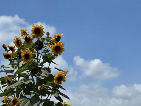 空とひまわり 空とひまわり 向日葵,空,夏の写真素材
