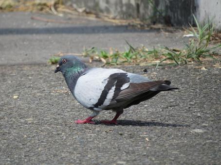 何かに驚くカワラバト カワラバト,鶴見川,野生の写真素材