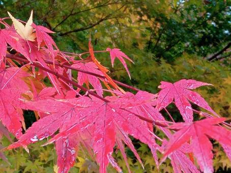 紅葉 イロハモミジ,紅葉,もみじの写真素材