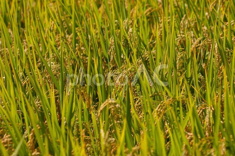 収穫前の稲 稲,米,収穫前の写真素材